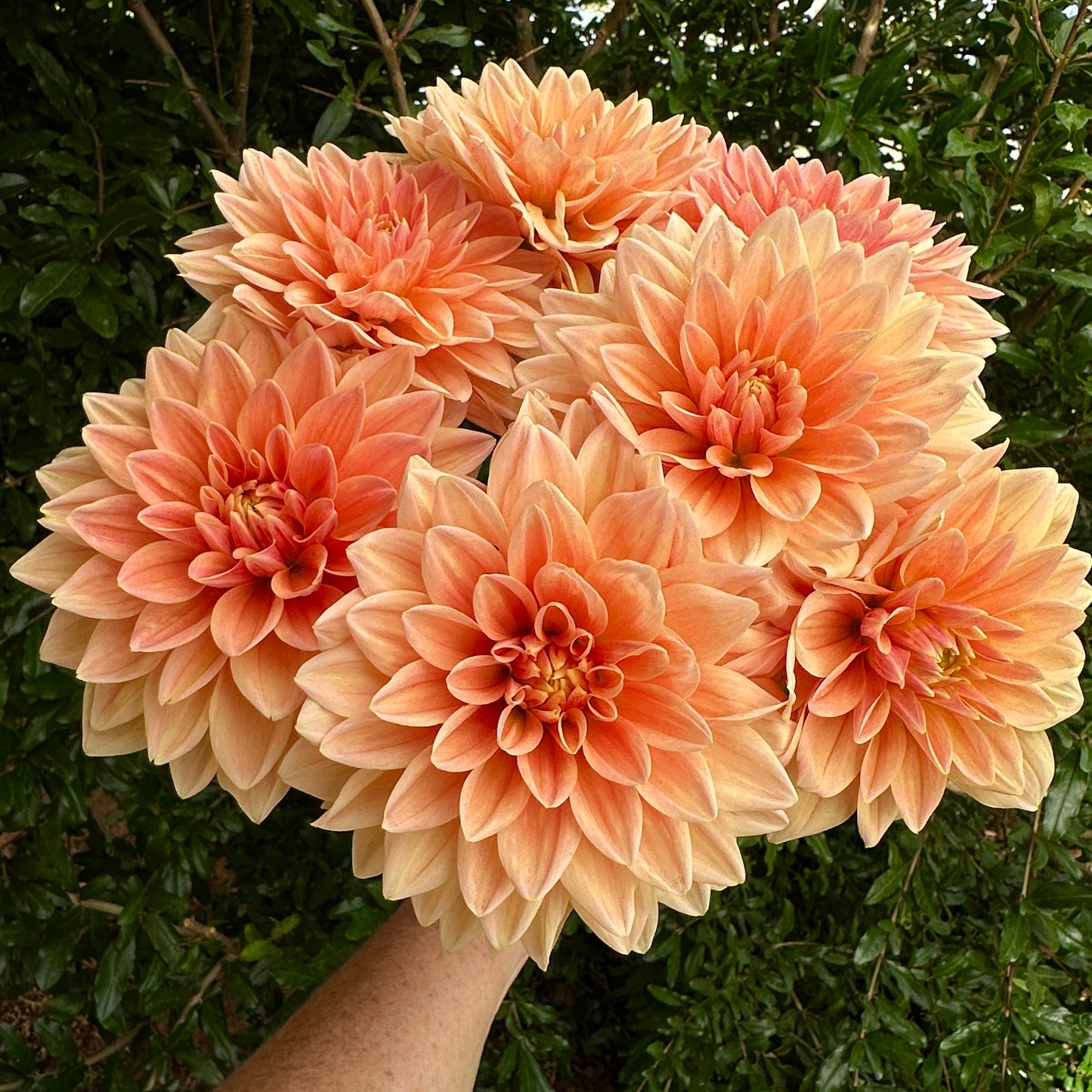 Mister Frans Dahlia Tuber