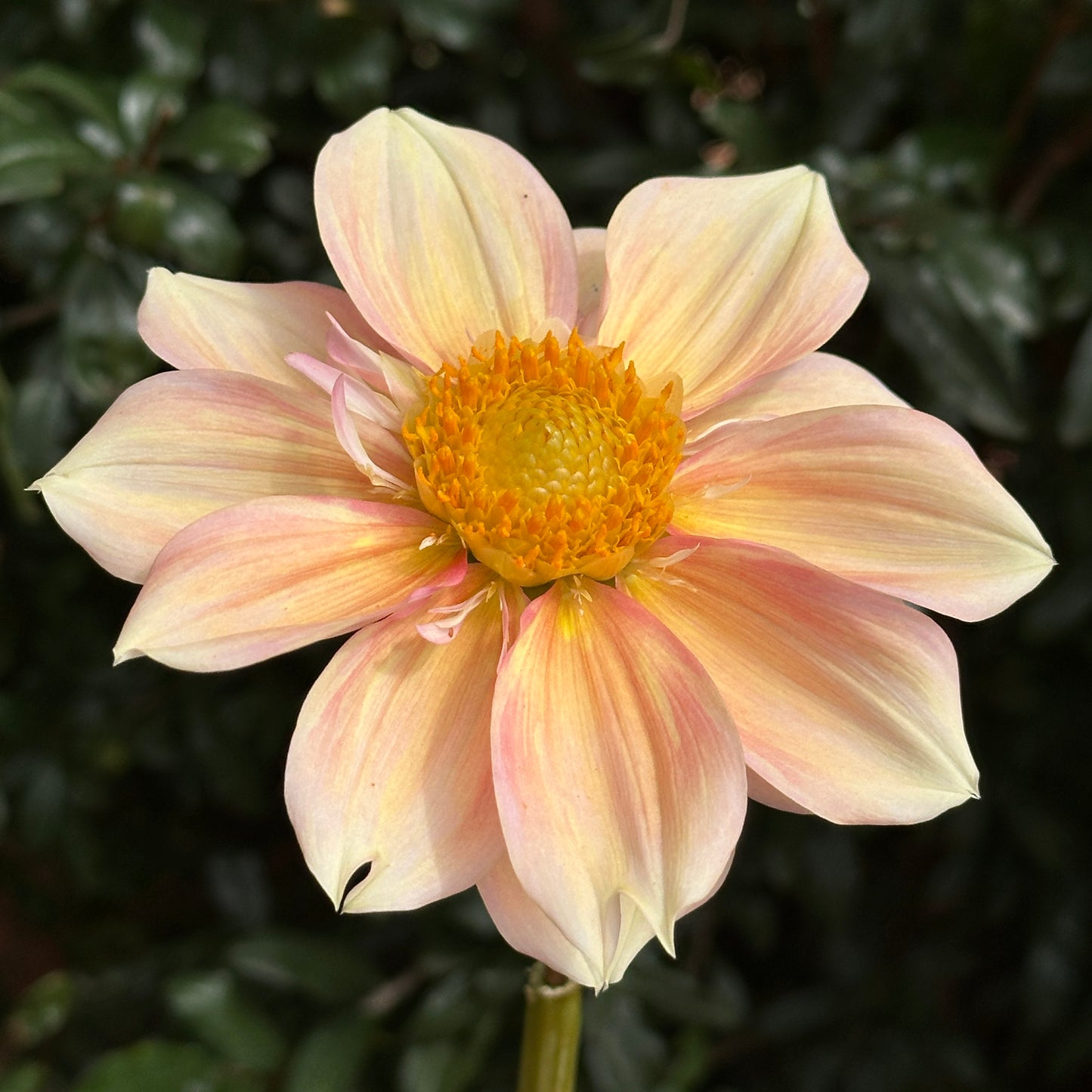 Apple Blossom Dahlia (Limit 1 p.p)