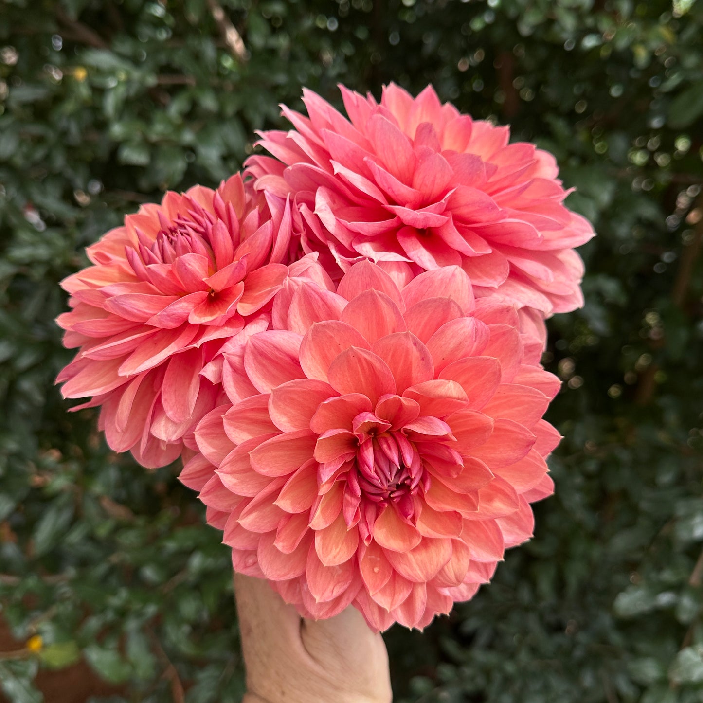 Chateau de la Bourdasiere Dahlia (Limit 1 p.p)