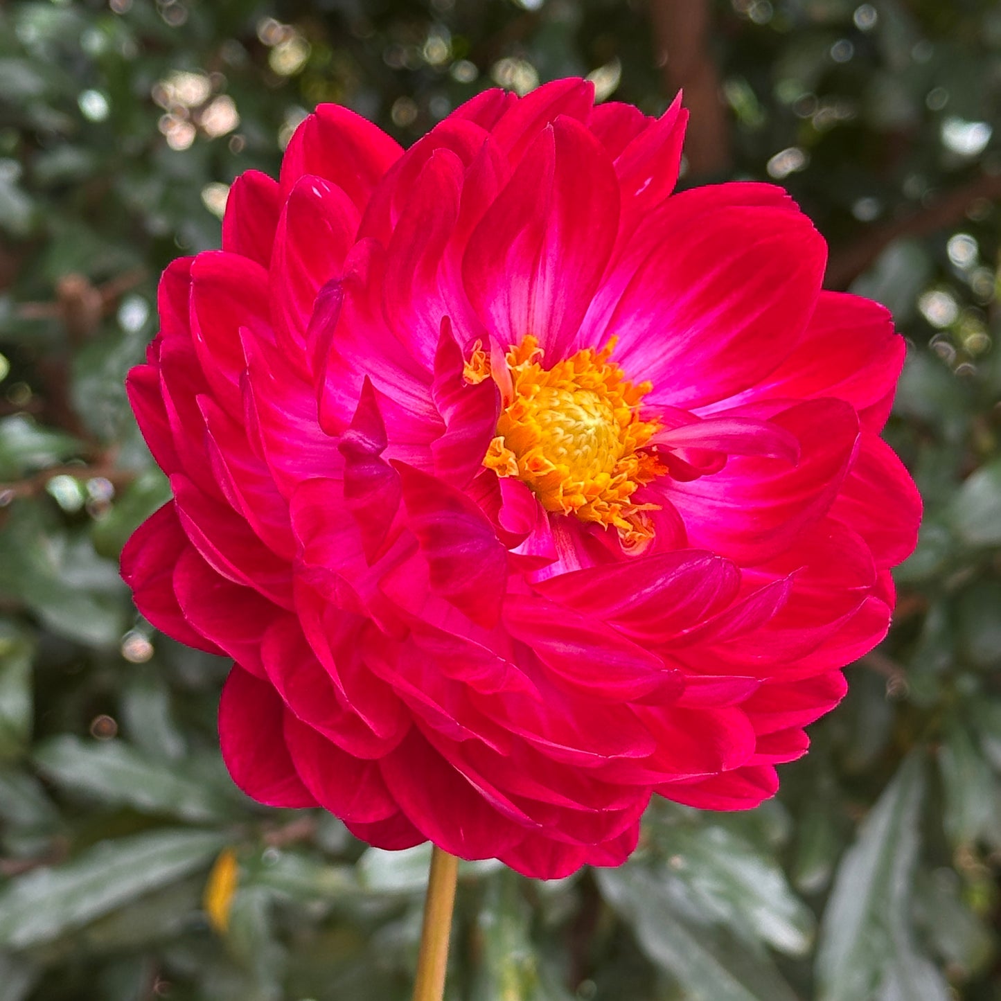 Sandia Bertha Dahlia (Limit 1 p.p)