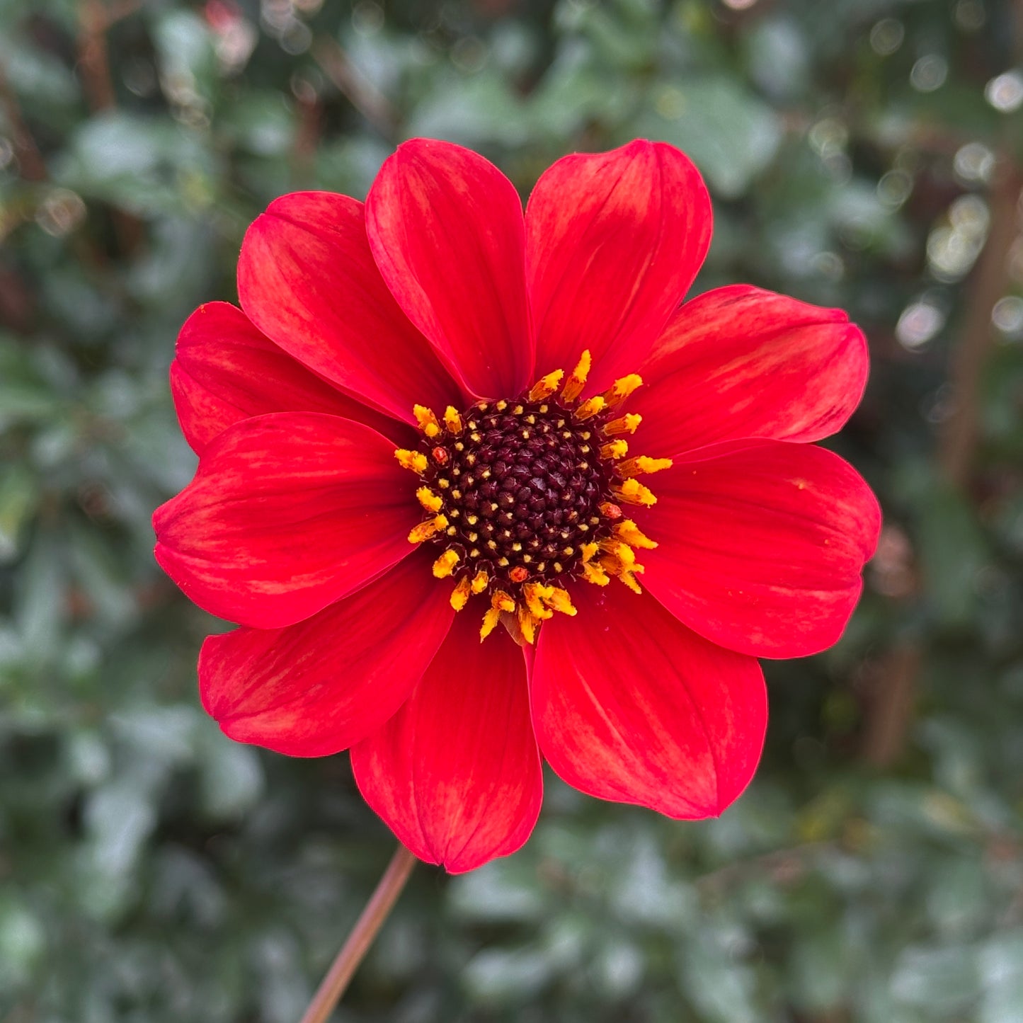 Bishop's of B Dahlia Tuber