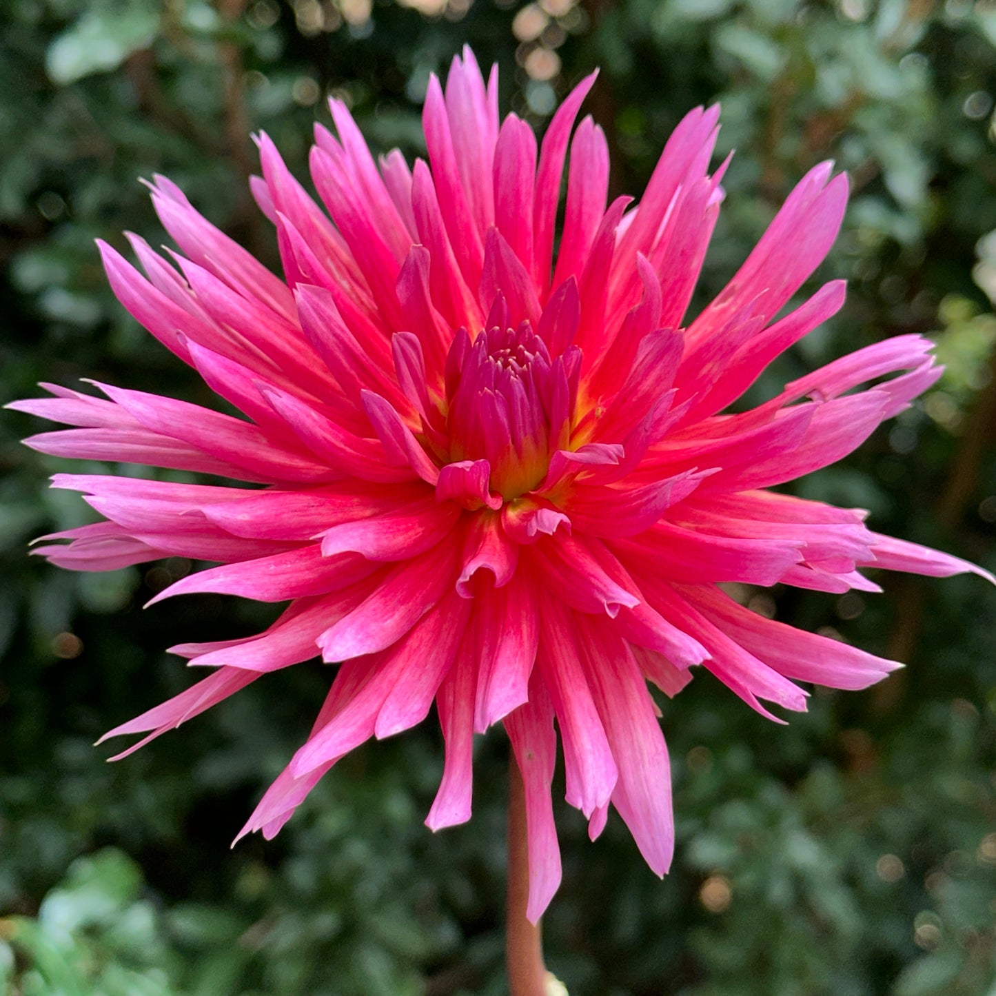 Douglas Camille Dahlia Tuber