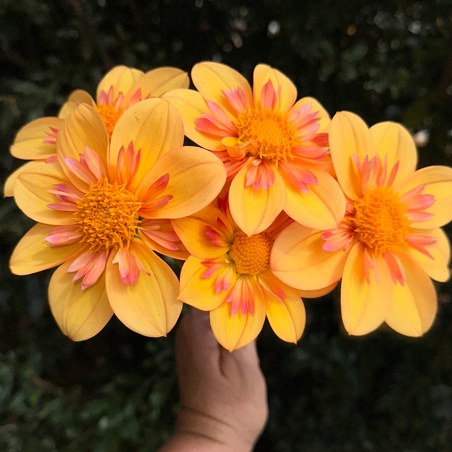 Kelsey Annie Joy Dahlia Tuber