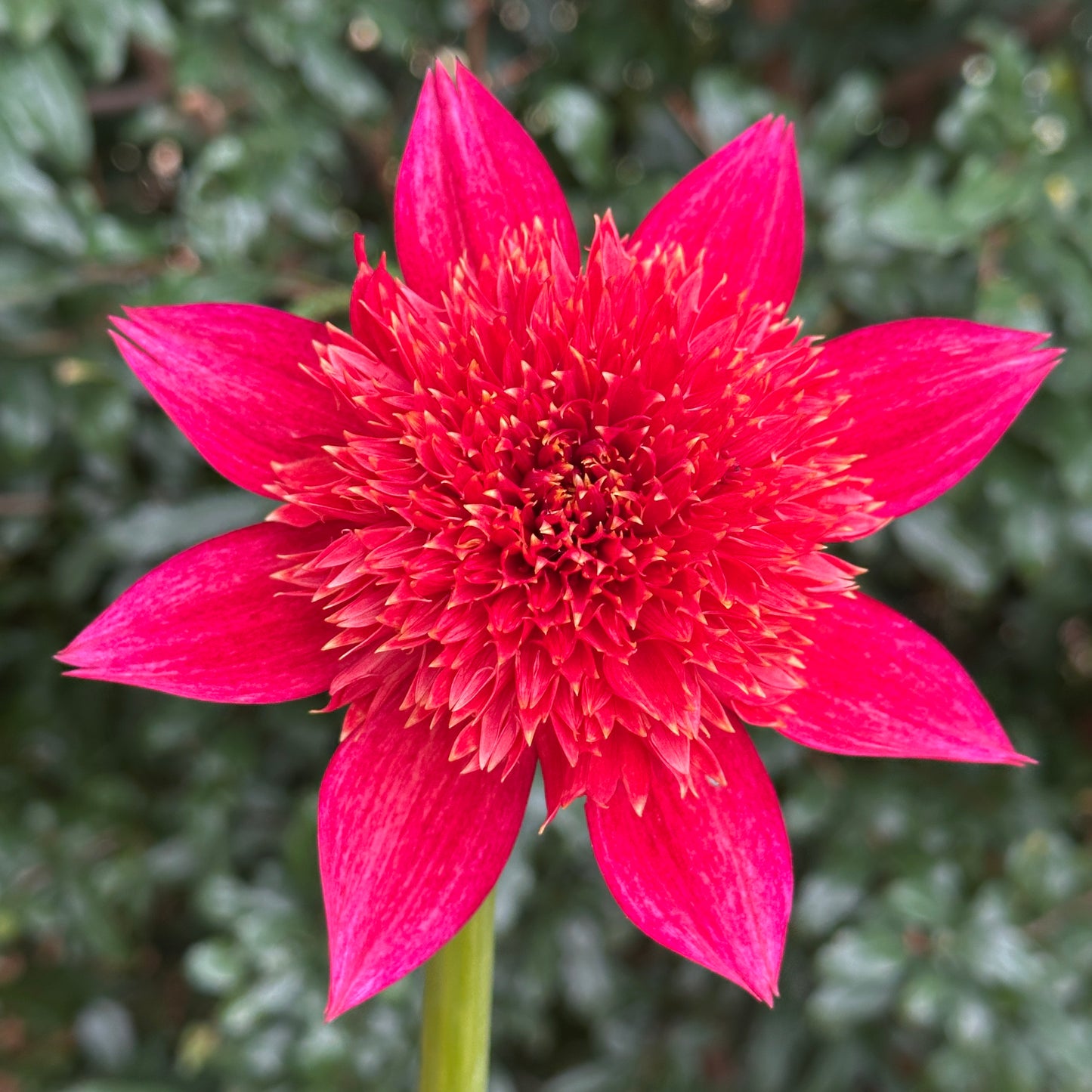 Jive Dahlia Tuber