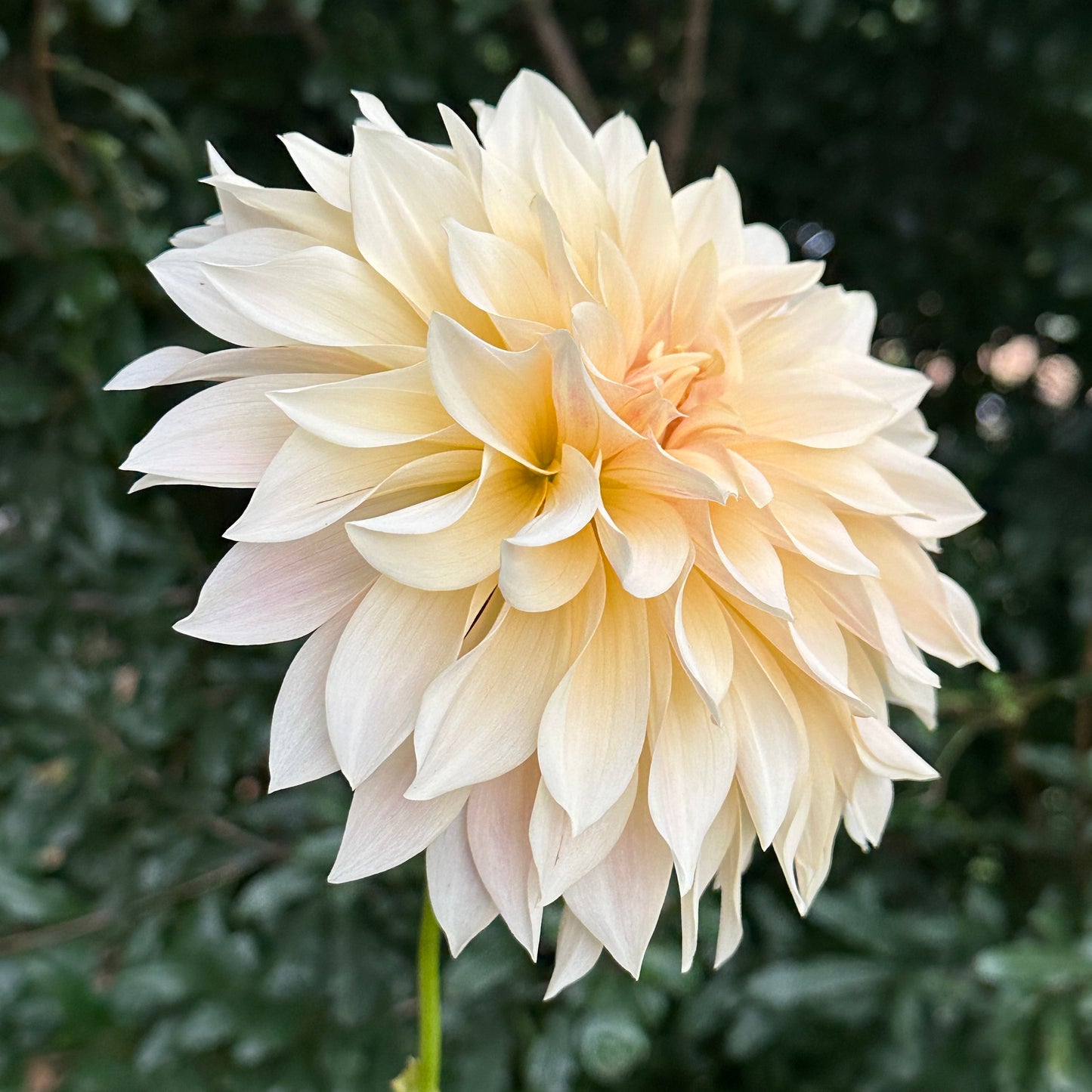 Cafe au Lait Dahlia Tuber