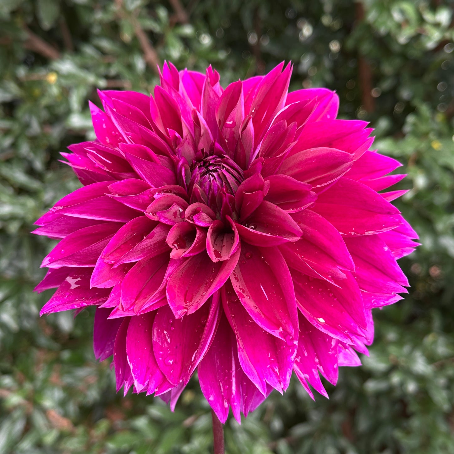 Thomas Edison Dahlia Tuber