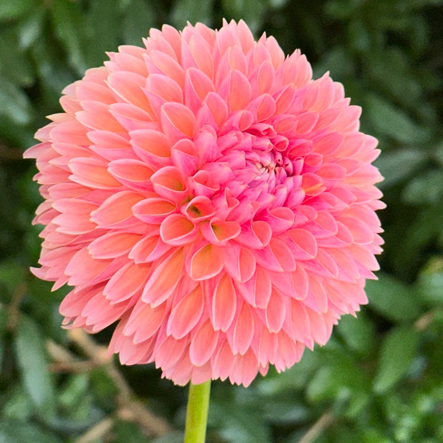 Linda's Baby Dahlia Tuber