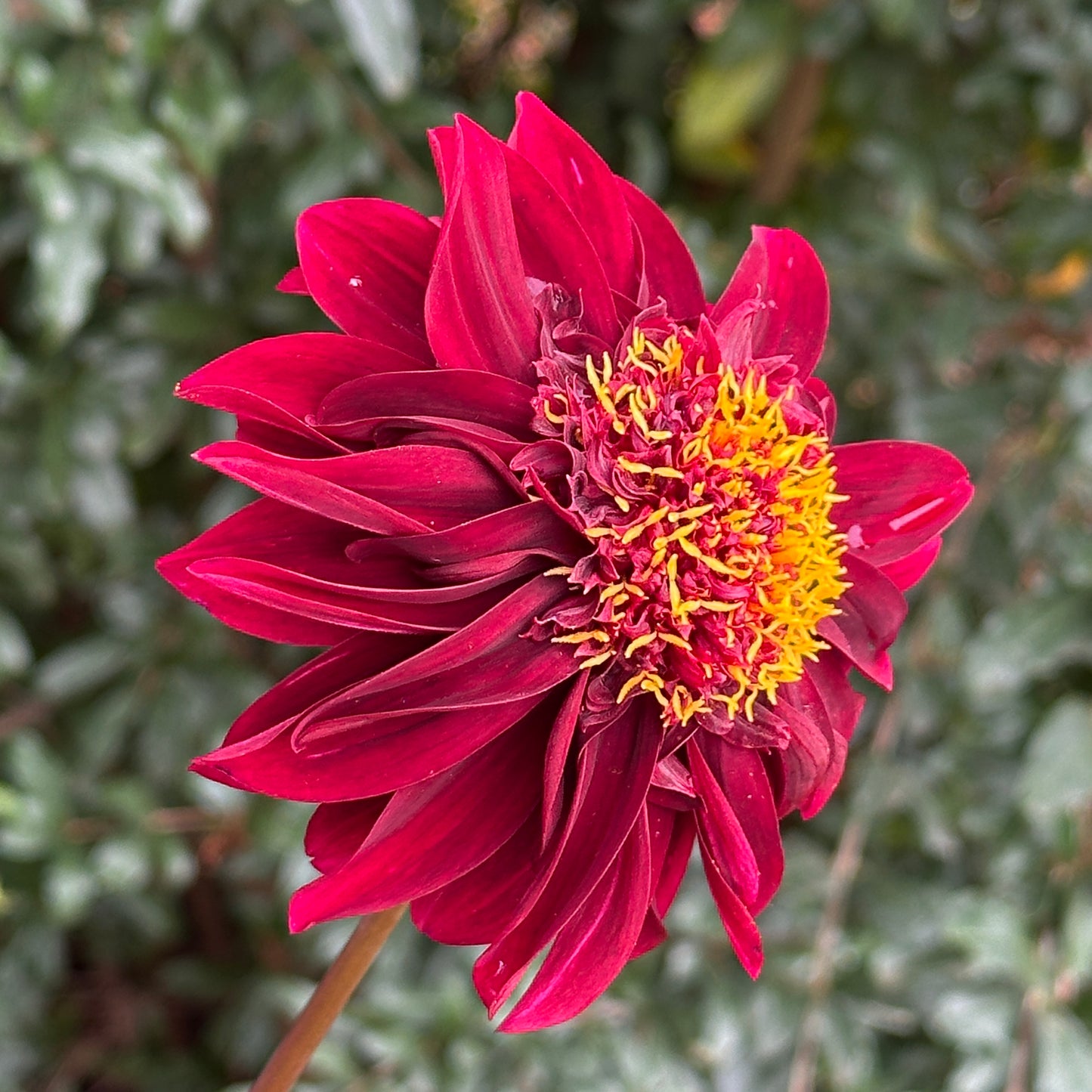 Soulman Dahlia Tuber