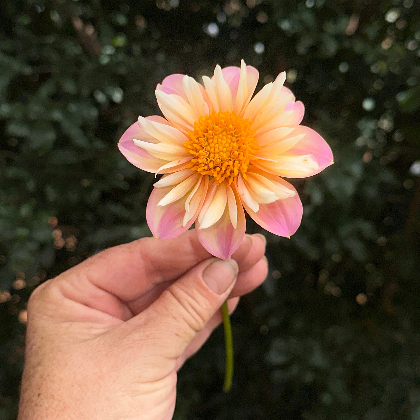 Pepita Pink Dahlia (Limit 1 p.p)