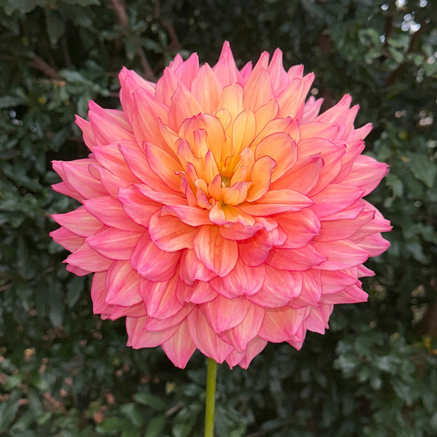 Bubbling Over Dahlia (Limit 1 p.p)