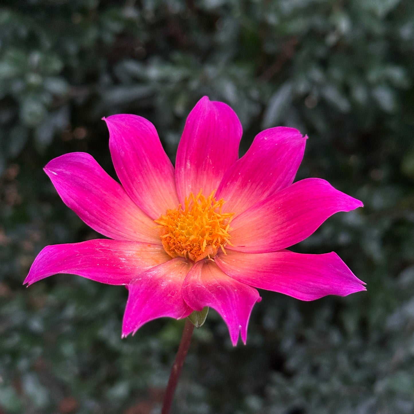 Bright Eyes Dahlia Tuber