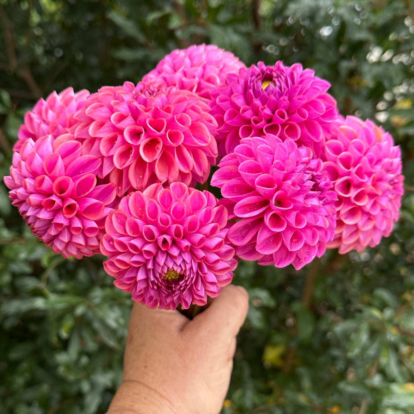 Isabel Dahlia Tuber