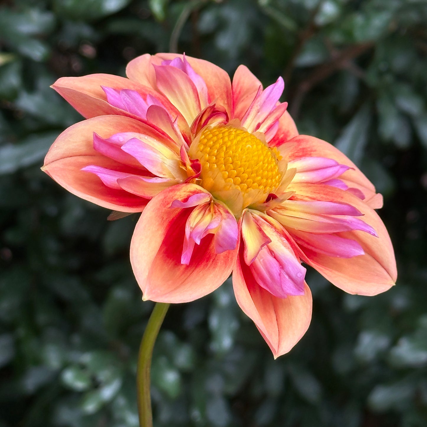 Orange Hype Dahlia (Limit 1 p.p)
