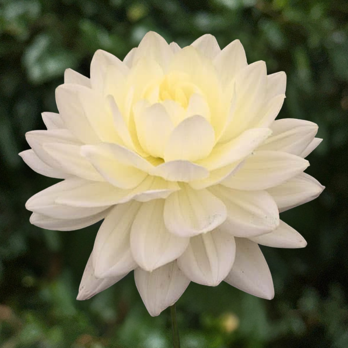 Cameo Dahlia Tuber | South Africa