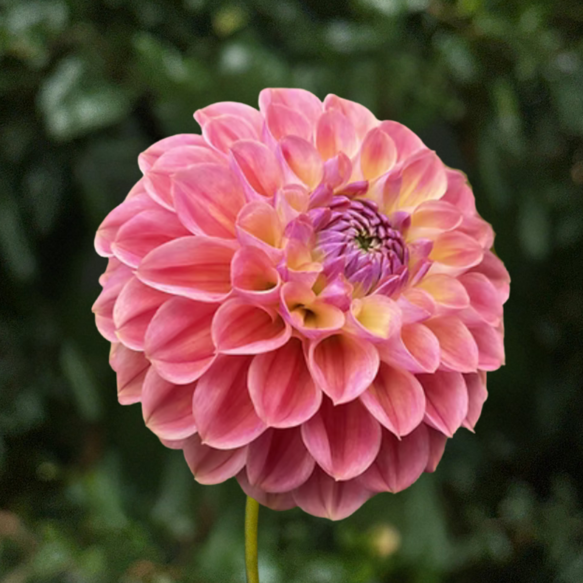 Coseytown Baby Cakes Dahlia Tuber | South Africa