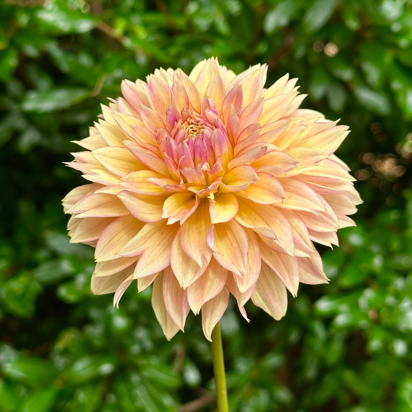 Kick Off Dahlia Tuber