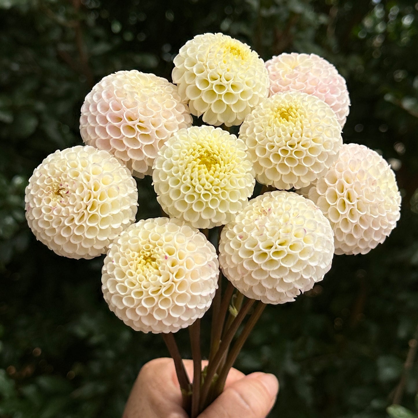 Small World Dahlia Tuber