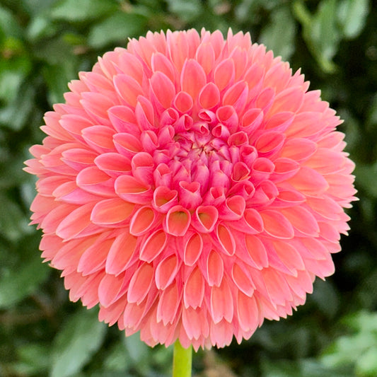 Linda's Baby Dahlia Tuber
