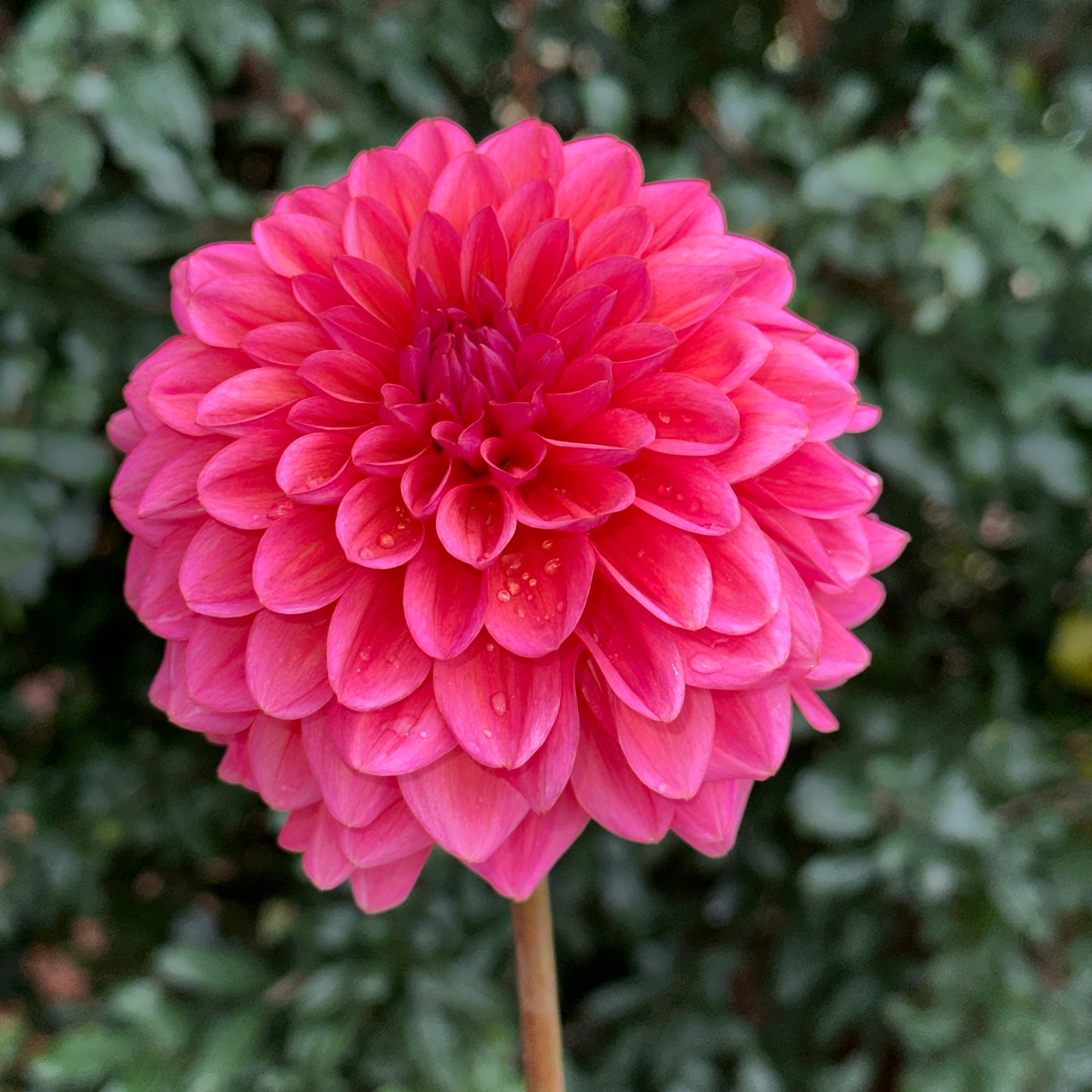 Salmon Runner Dahlia Tuber