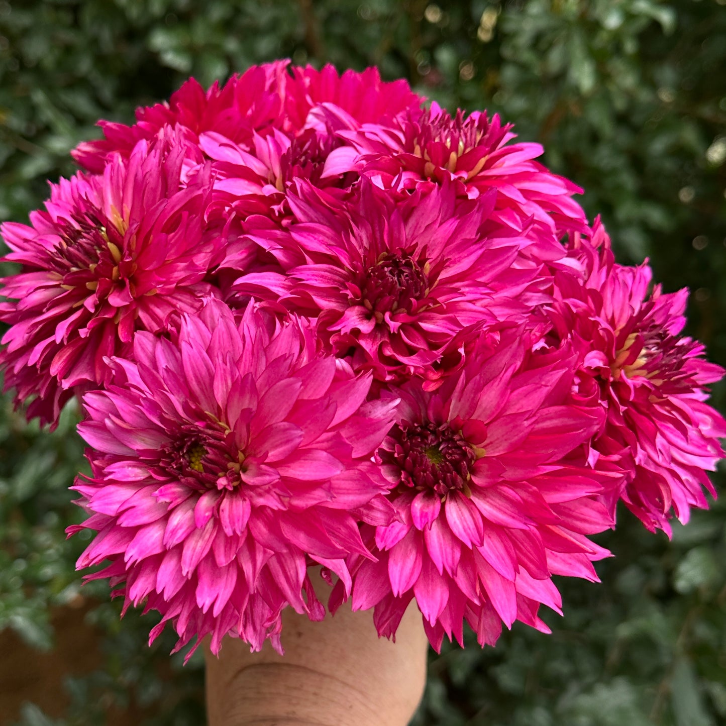 Gallery Art Nouveau Dahlia Tuber
