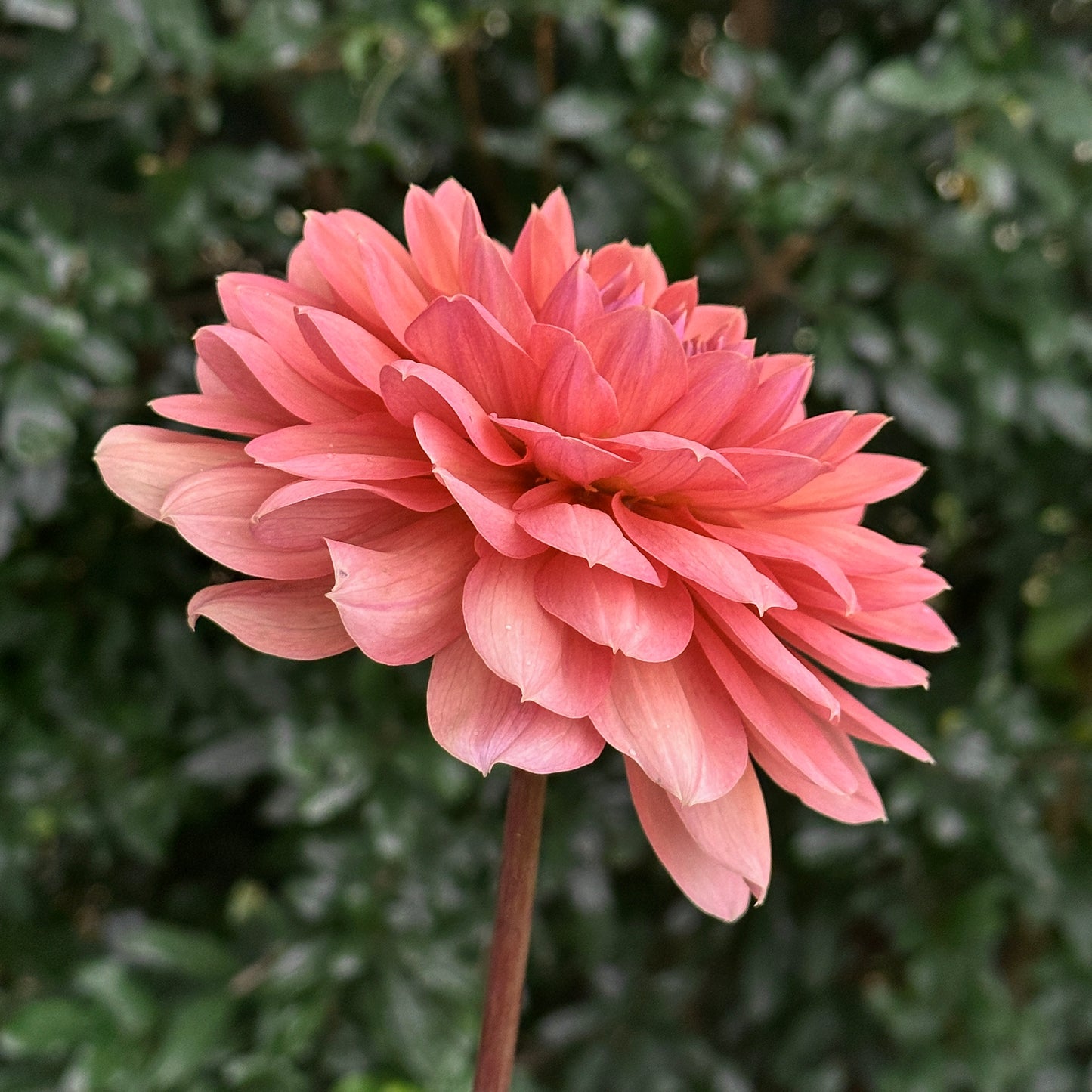 Chateau de la Bourdasiere Dahlia (Limit 1 p.p)