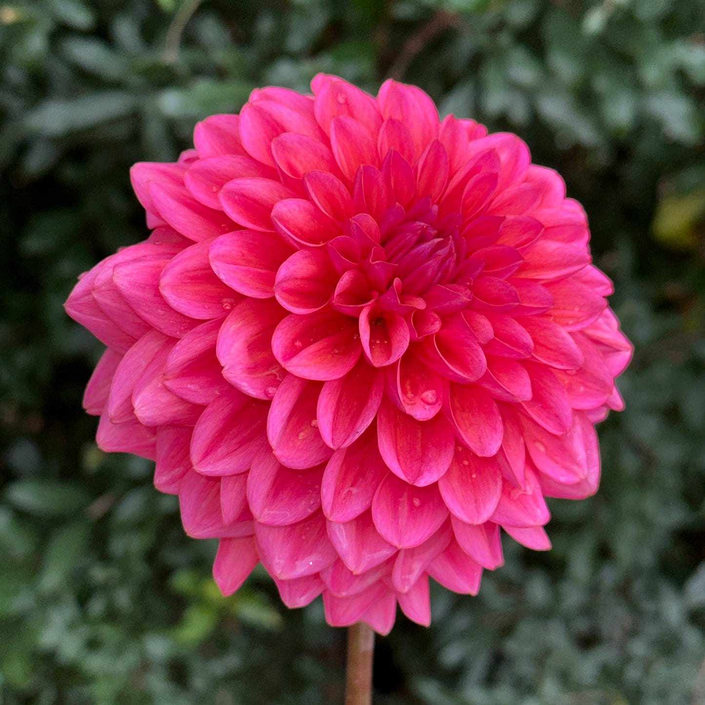Salmon Runner Dahlia Tuber