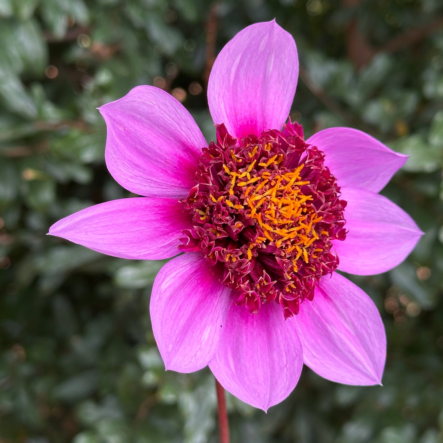 Blue Bayou Dahlia Tuber