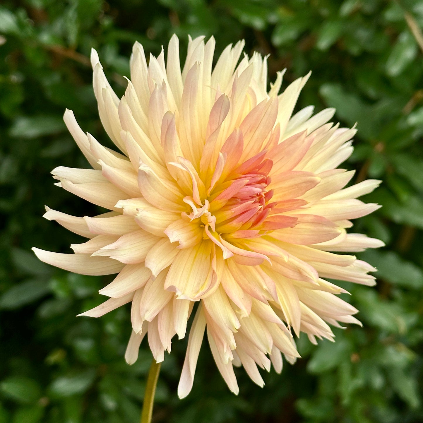 Henriette Dahlia Tuber
