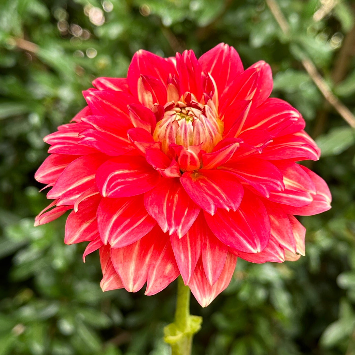 Monroe Dahlia Tuber