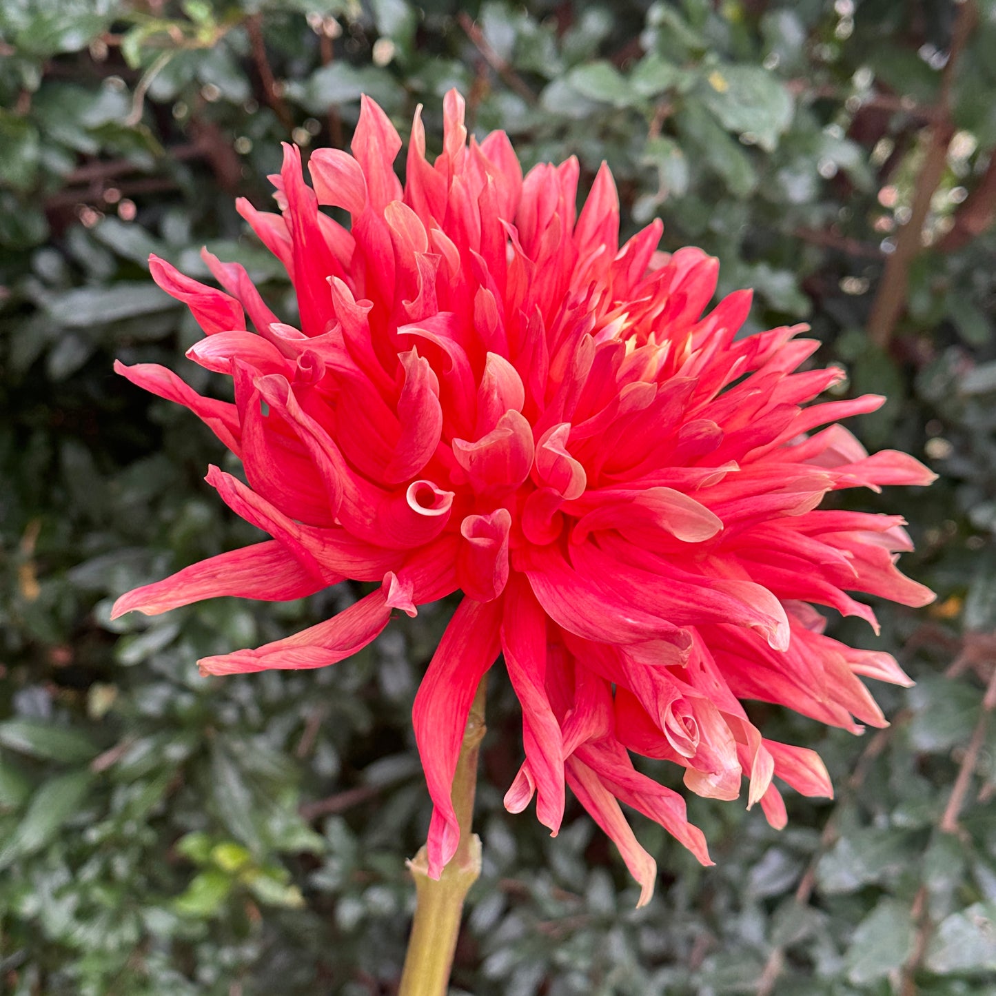 Douglas Orange Sunset Dahlia Tuber