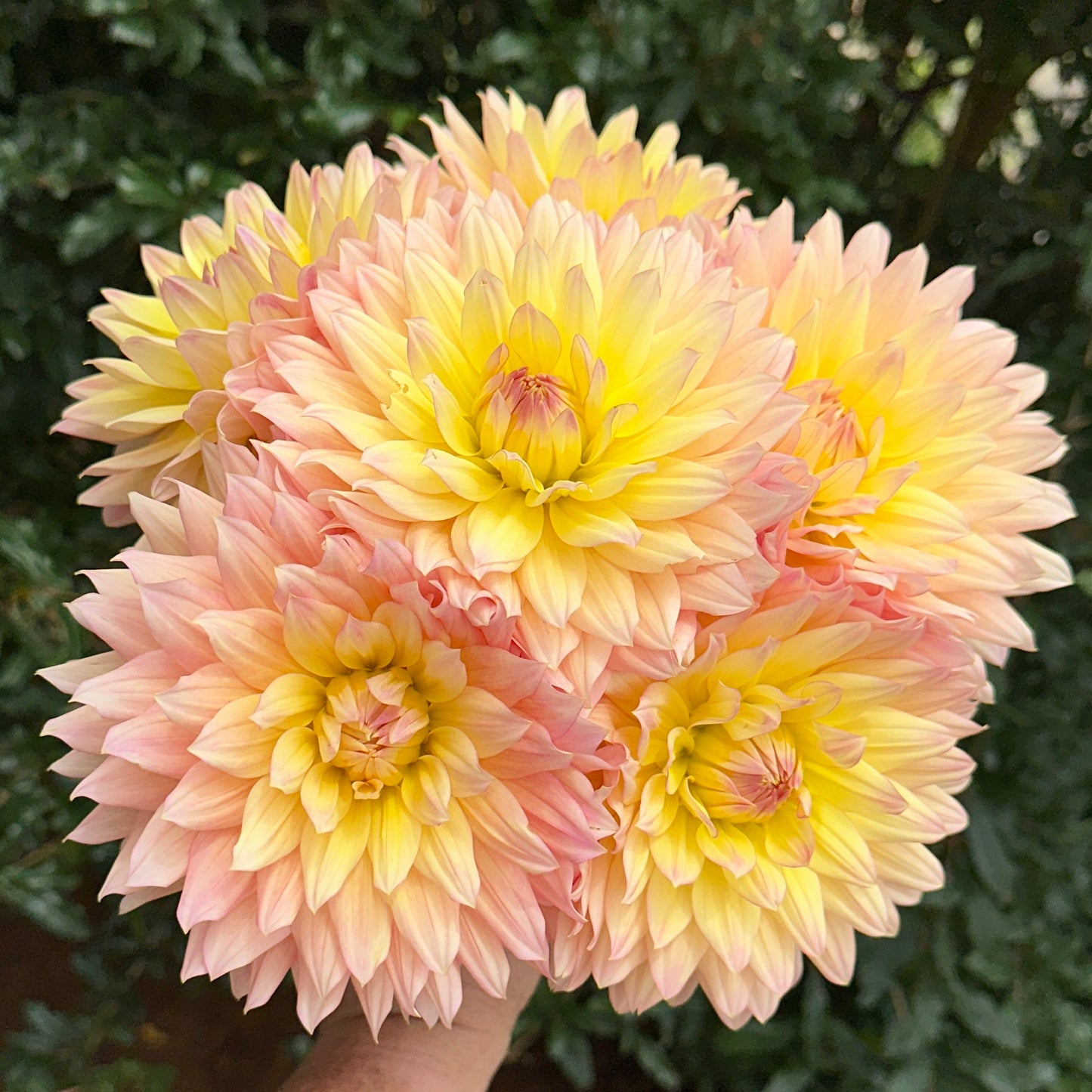 Rondeville Christopher Dahlia Tuber