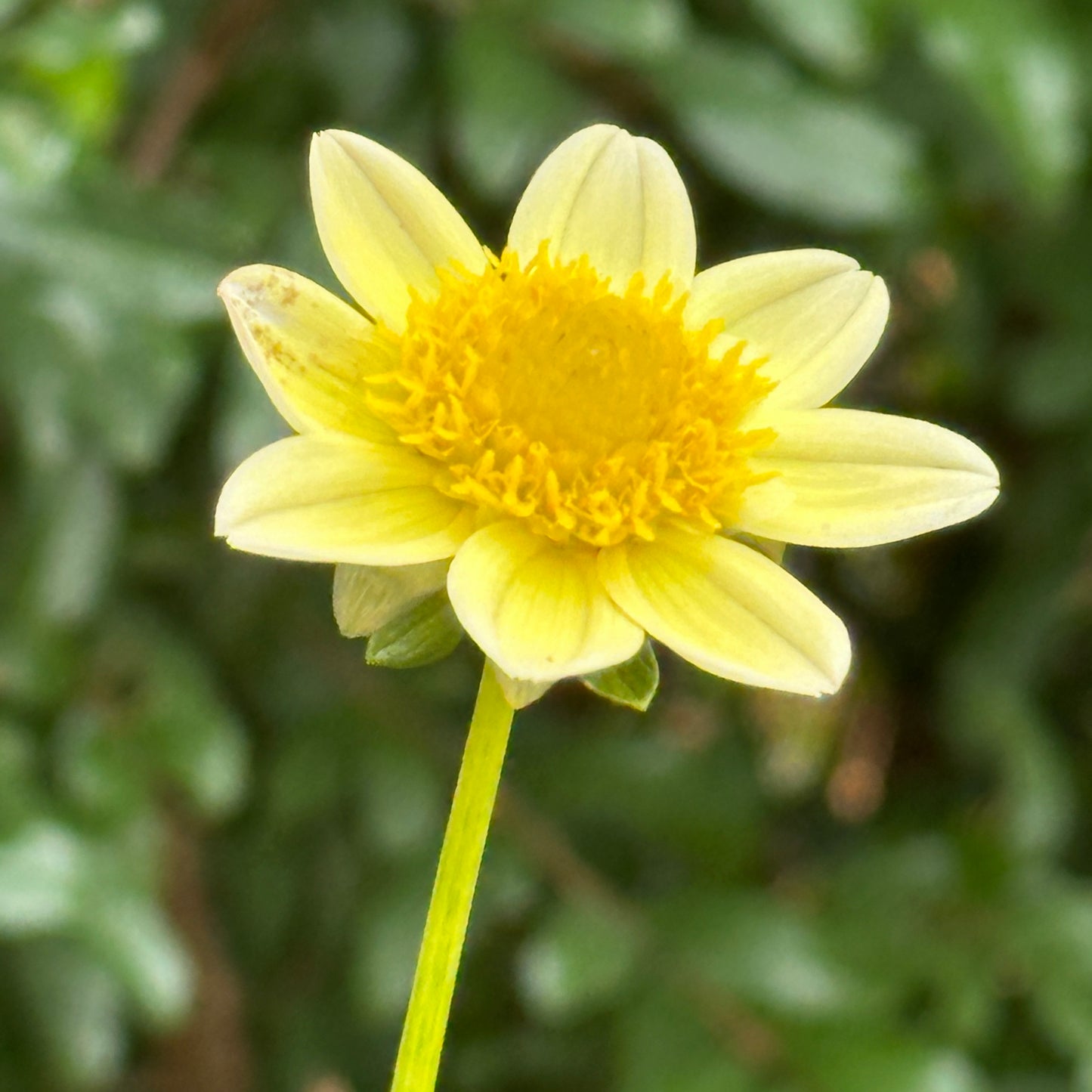 Topmix Yellow Dahlia Tuber