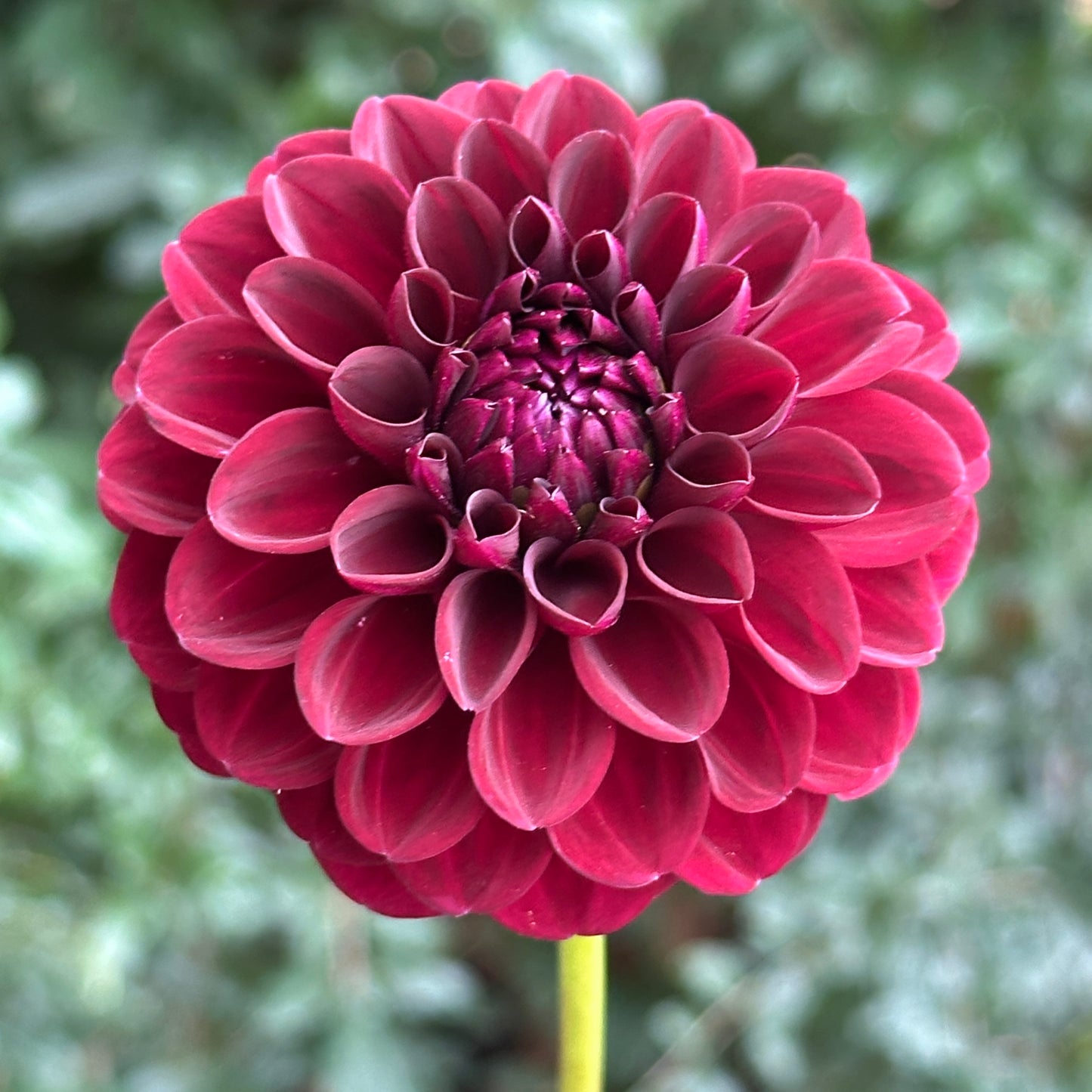 Gypsy Night Dahlia Tuber