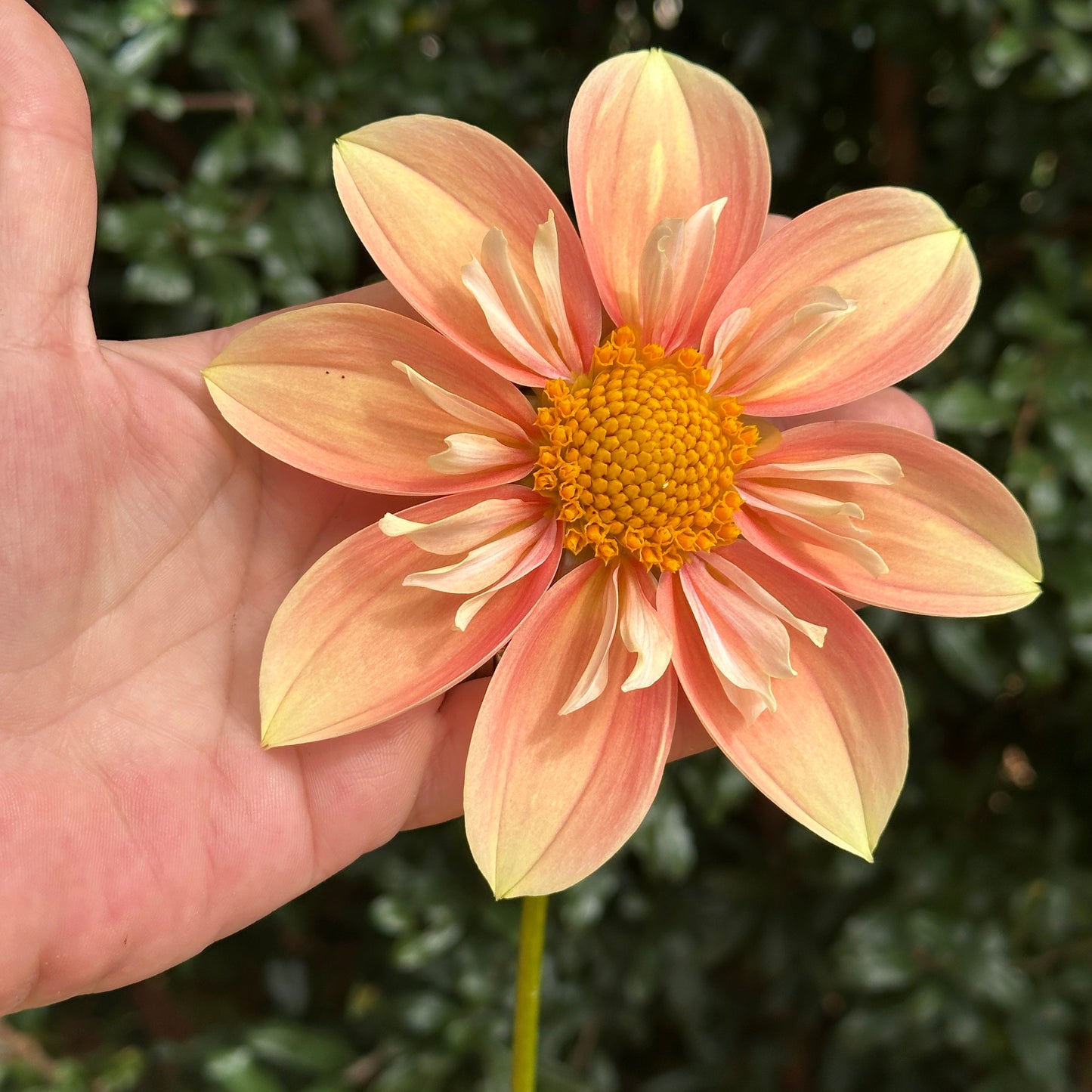 Pina's Apple Pie Dahlia (Limit 1 p.p)