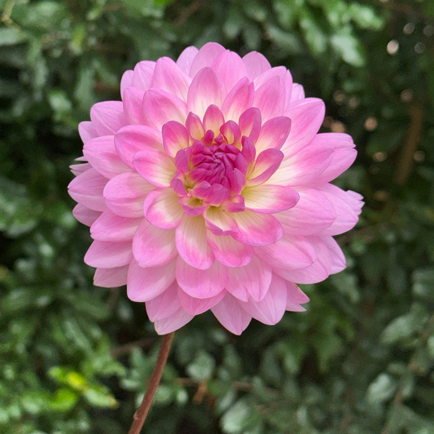 Nepos Dahlia Tuber