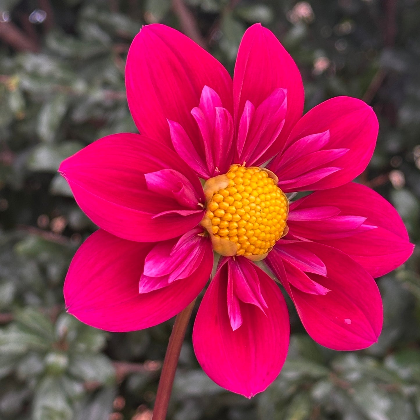 Tulchan Janet Dahlia Tuber