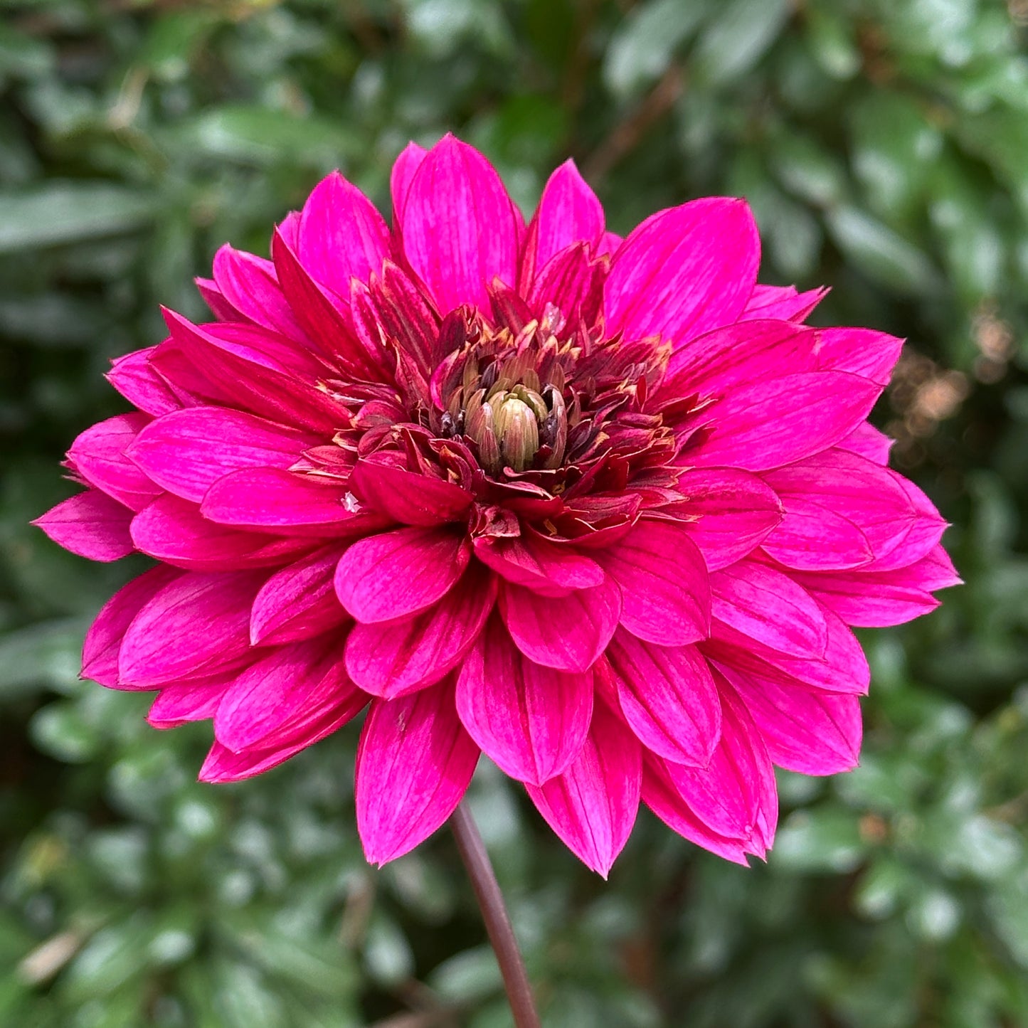Purple Haze Dahlia Tuber
