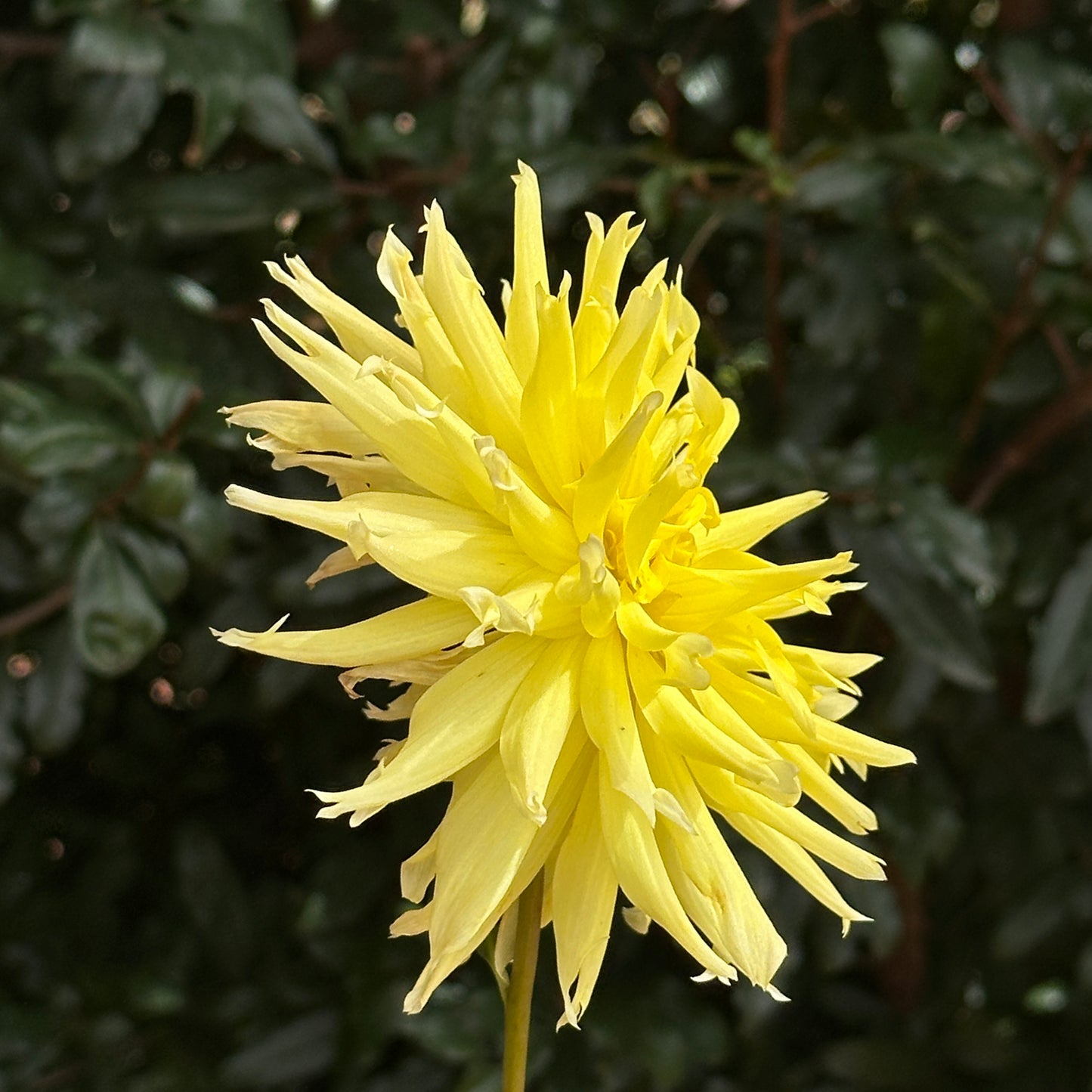Yellow Star Dahlia Tuber