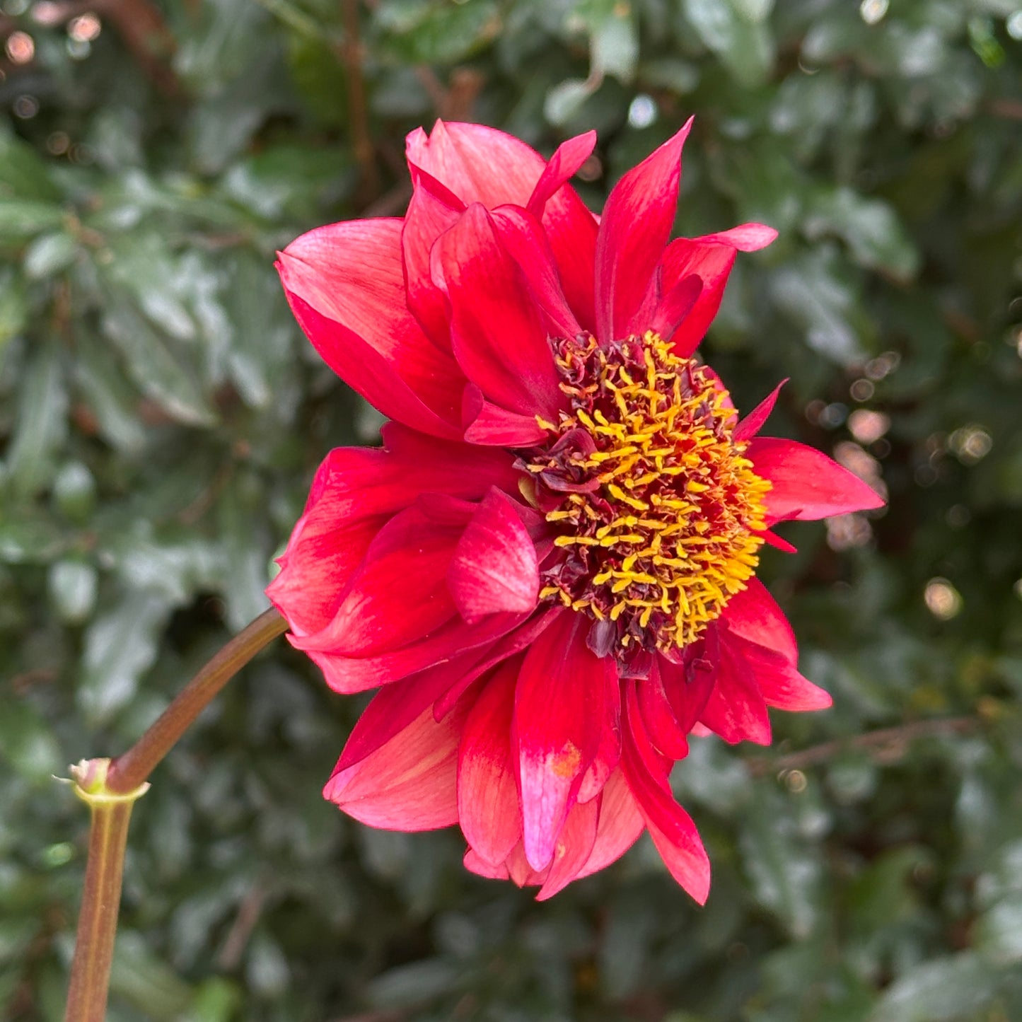 Sarah Raven Dahlia (Limit 1 p.p)
