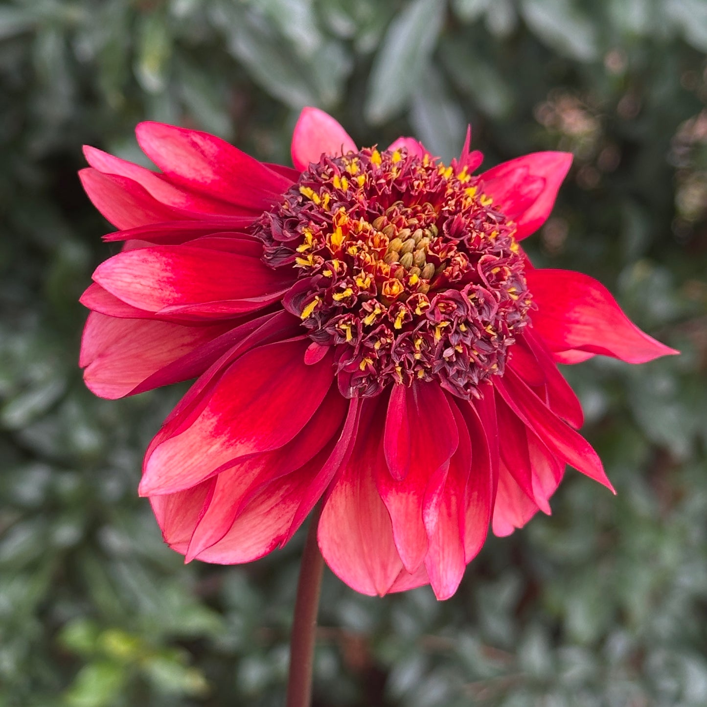 Sarah Raven Dahlia (Limit 1 p.p)