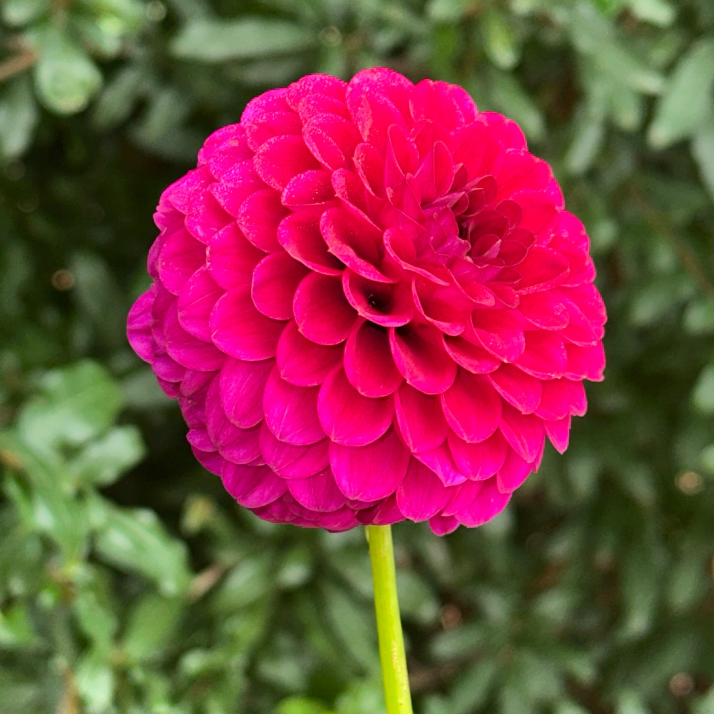 Cryfield Harmony Dahlia Tuber