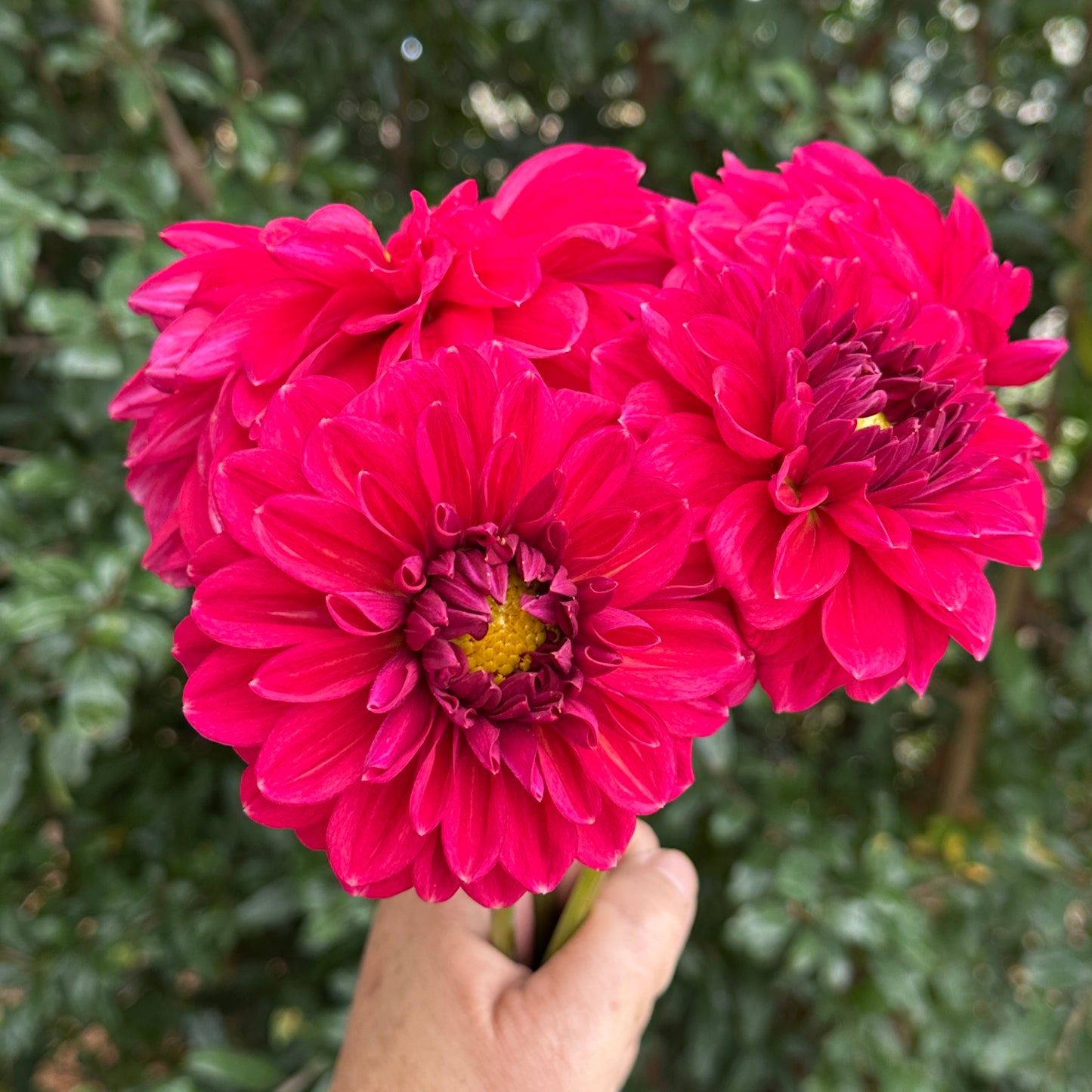 Perch Hill  Dahlia Tuber