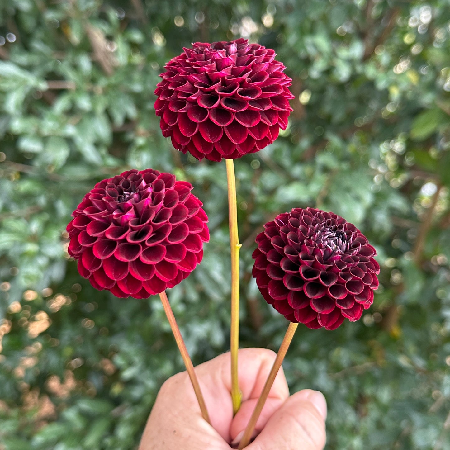 Tisa Dahlia Tuber