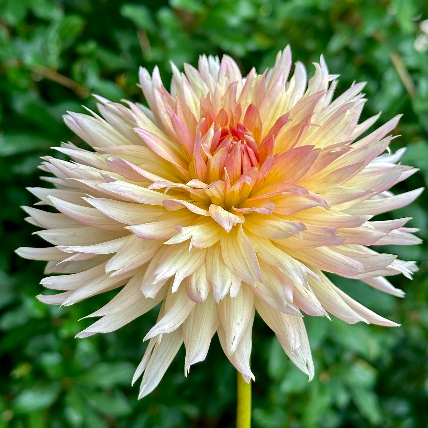 Henriette Dahlia Tuber