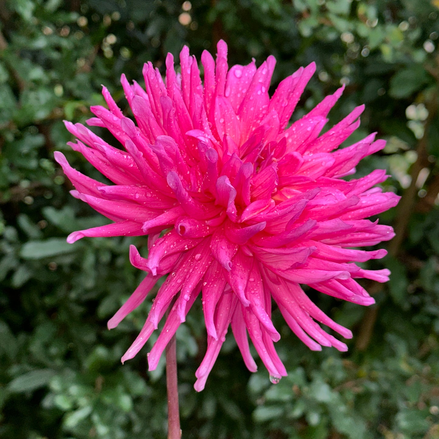 Purple Gem Dahlia Tuber