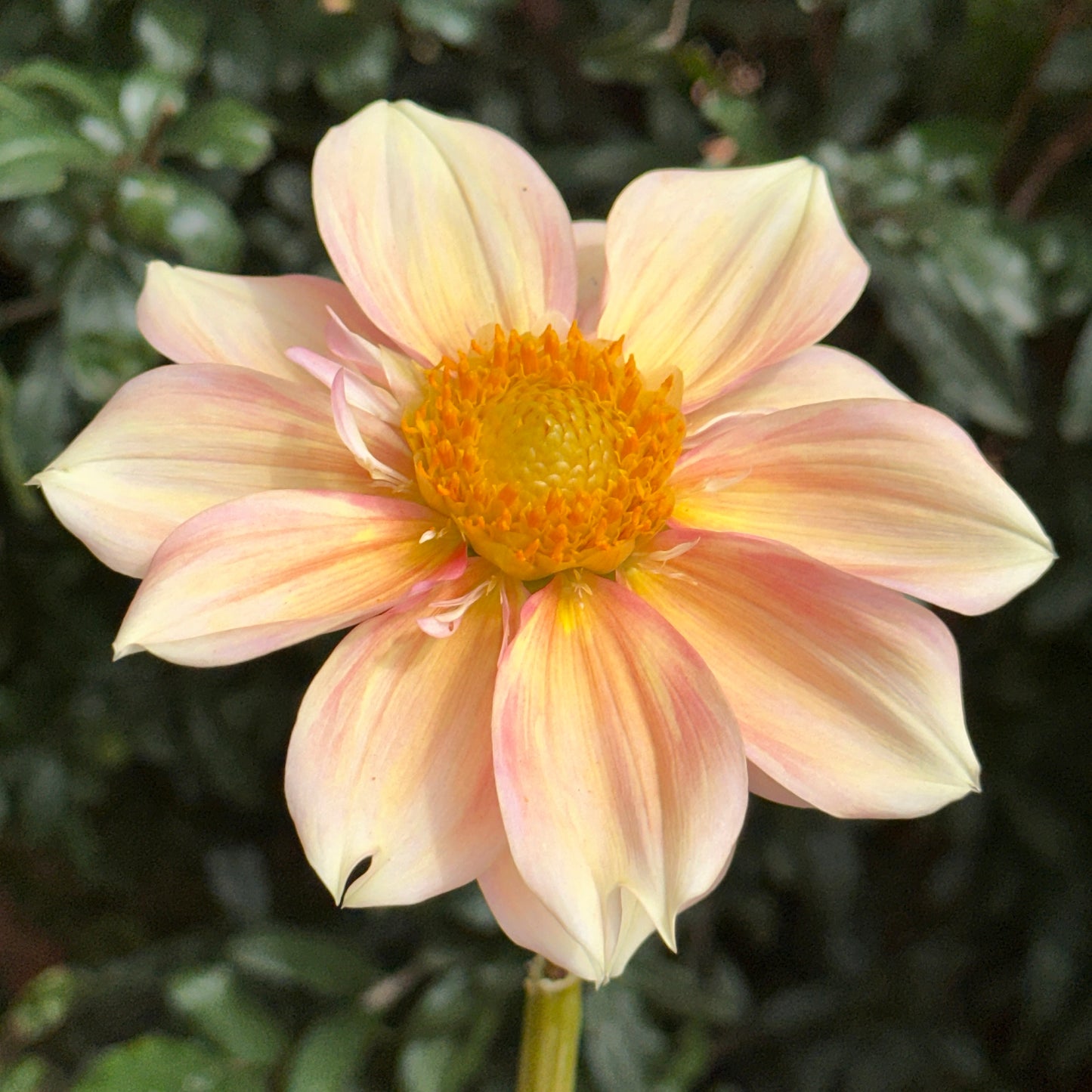Apple Blossom Dahlia (Limit 1 p.p)