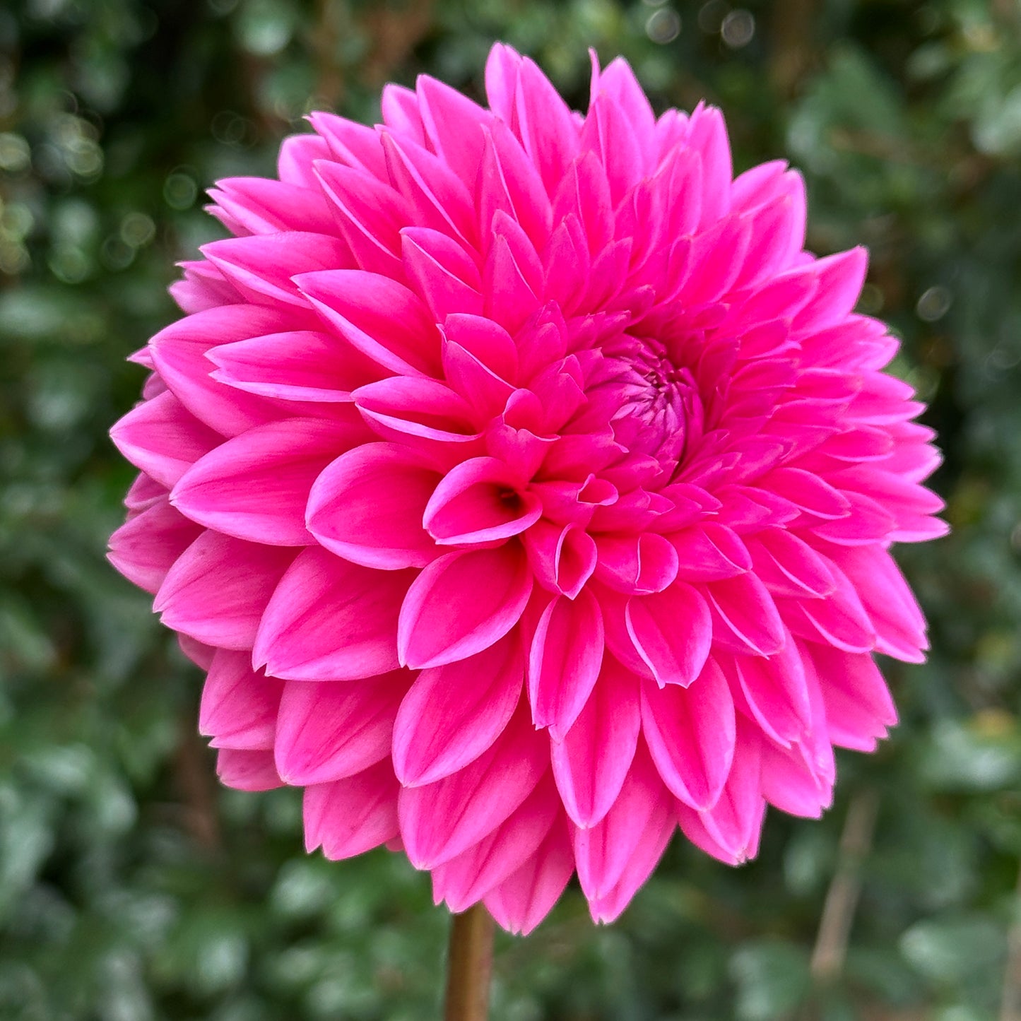 Sandra AKA Pink Sylvia Dahlia Tuber