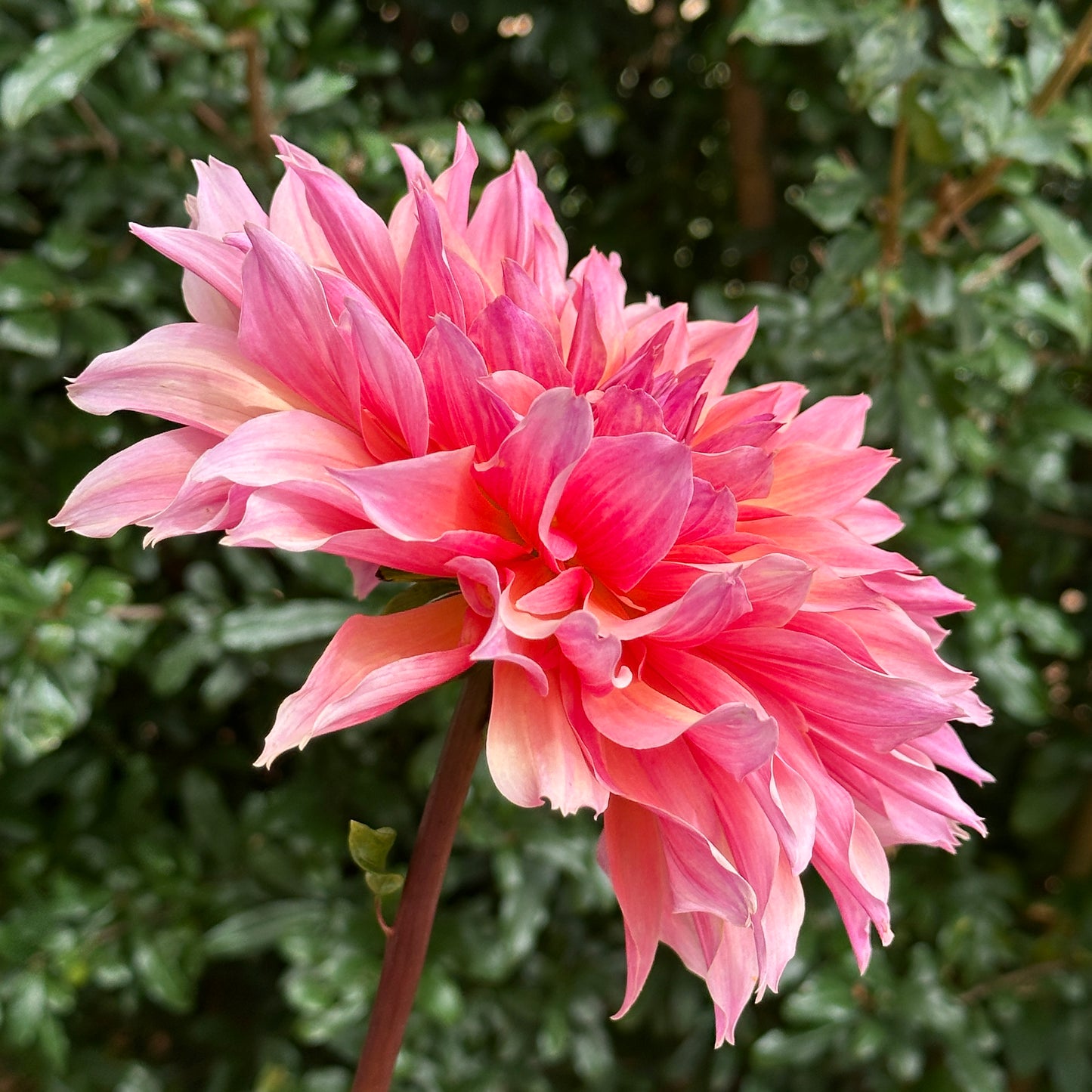 Labyrinth Dahlia Tuber