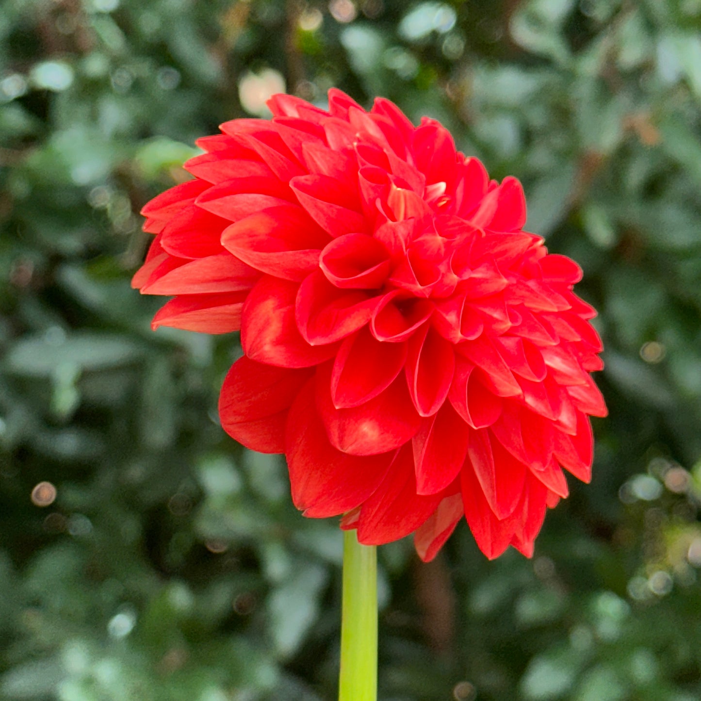 Happy Halloween Dahlia Tuber