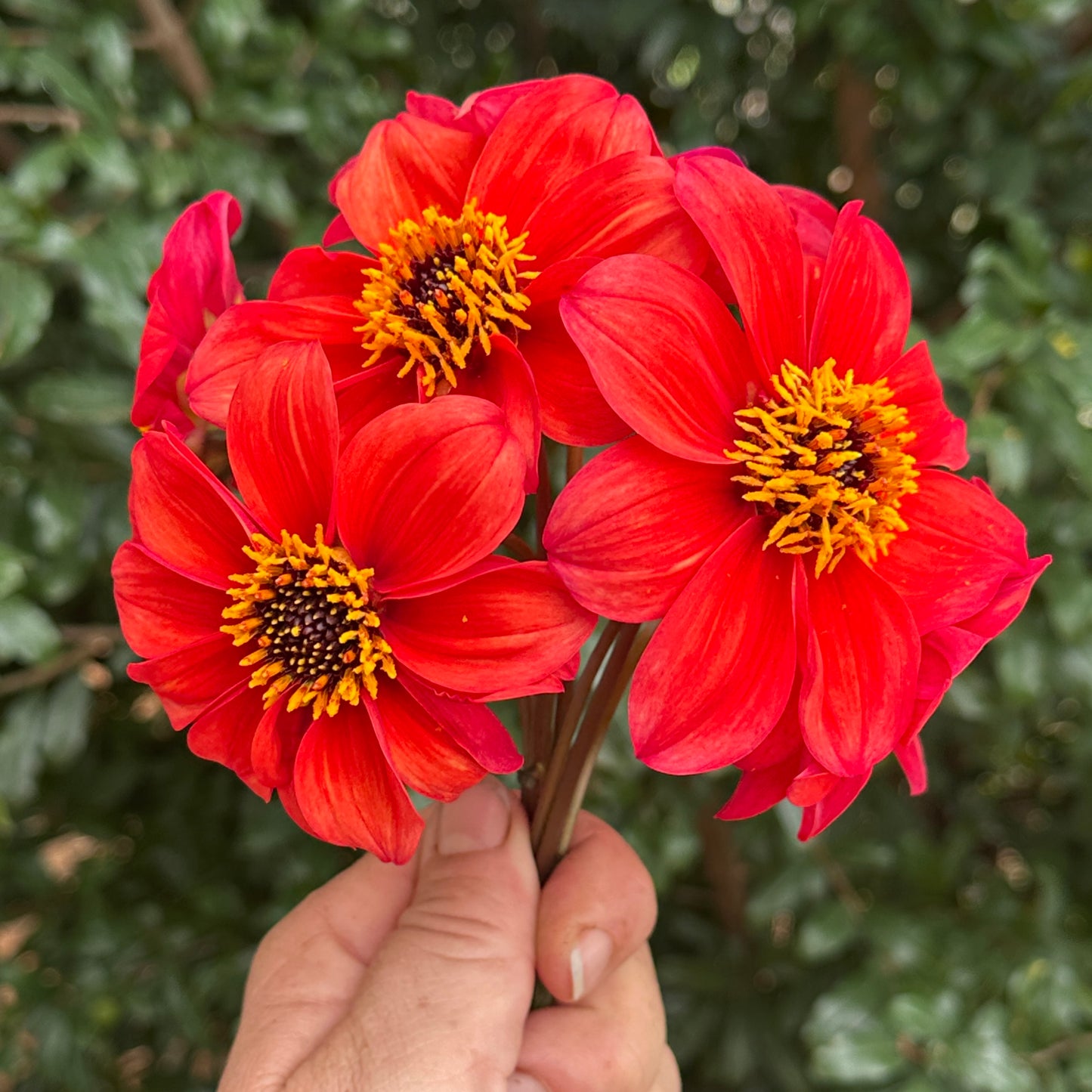 Bishop's of B Dahlia Tuber